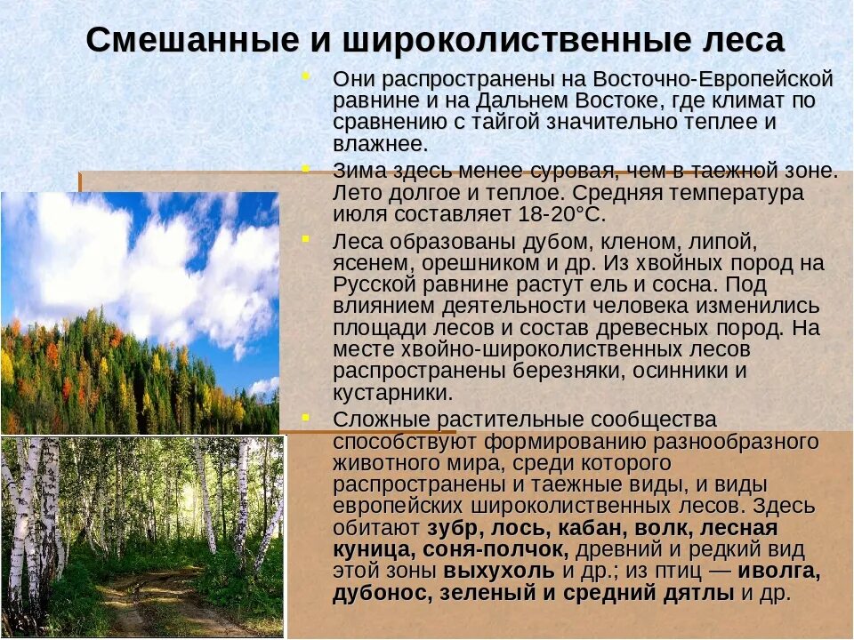 Положение зоны широколиственных лесов. Зона смешанных и широколиственных лесов россии растительный мир. смешанные леса характеристика. характеристика смешанных и широколиственных лесов. смешанные и широколиственные леса характеристика.