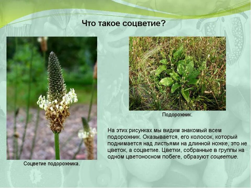 подорожник тип соцветия. ятрышник соцветие. простой колос. соцветие колос ятрышник. растения с соцветием колос.