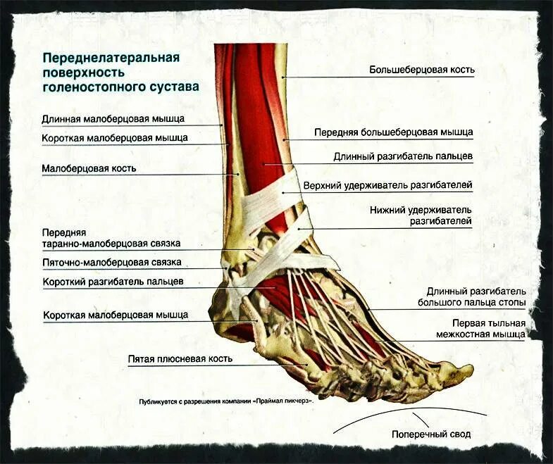 Голеностопный сустав. Сухожилия стопы. Воспаление сухожилий стопы. Воспаление связок стопы.