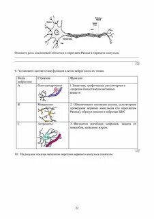 Соч биология 9 класс 3 четверть