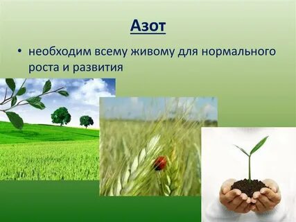 Азот в жизни растений