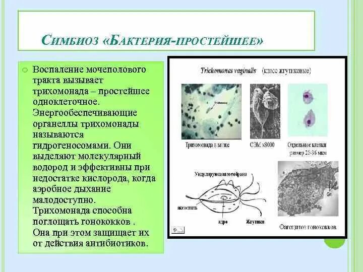 Симбионтом человека является. Виды симбиоза бактерий. Симбиотические бактерии обитают. Представители бактерий симбионтов. Симбиотические простейшие.