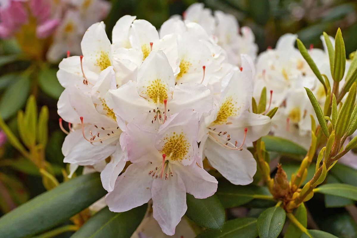Рододендрон rhododendron. Рододендрон гибридный дагмар. Рододендрон альпийский. Рододендрон голден торч. Рододендрон цветок.