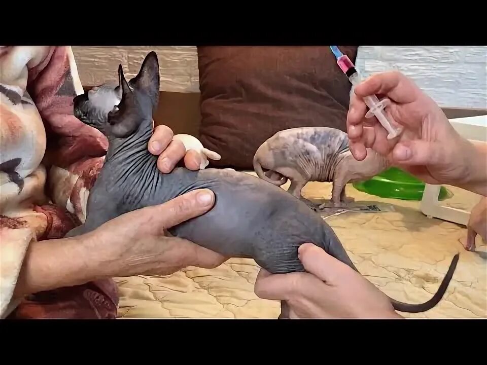 Уколы сфинксам. Укол коту внутримышечно в бедро. Уколы сфинксам. Заболевания кожи у сфинкса. Уколы сфинксам.