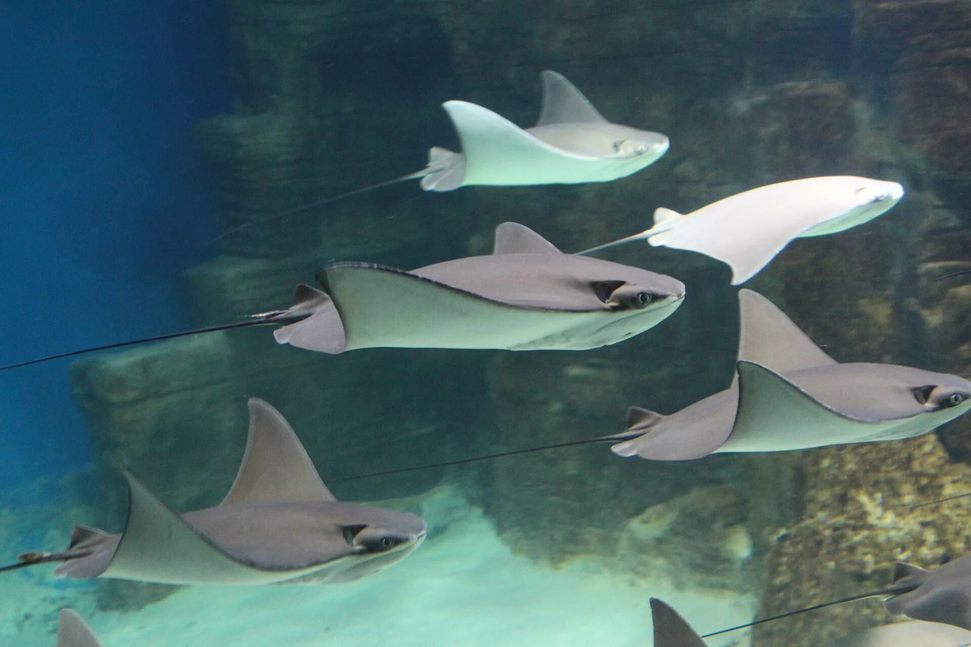 Скат орляк хвостокол. Виды скатов. Скат орляк хвостокол. Виды скатов. Пятнистый скат хвостокол.