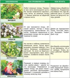 Сколько раз опрыскивать виноград