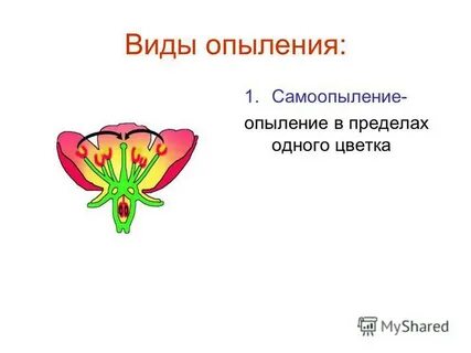 Опыление цветка