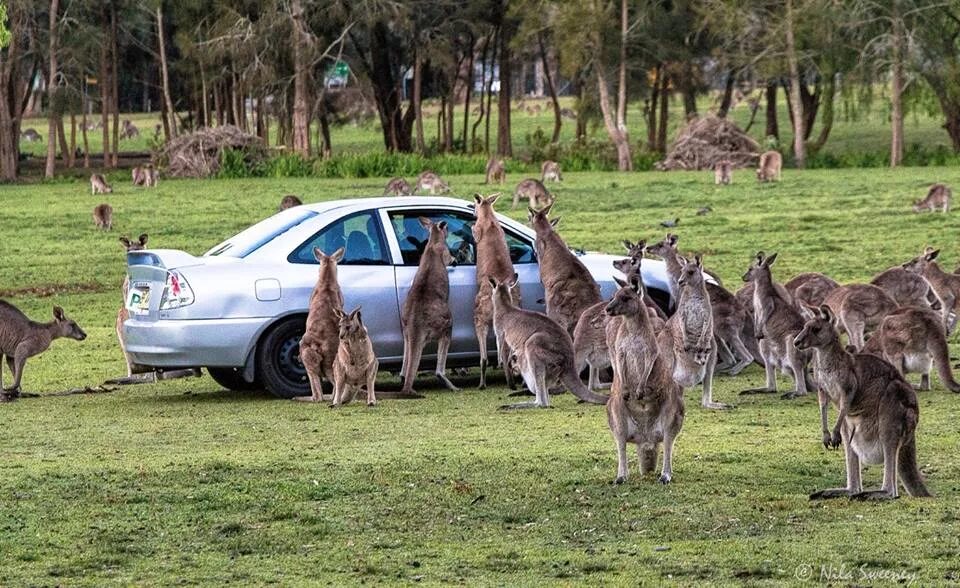 В австралии живет около. Остров кенгуру в Австралии. Долина кенгуру Австралия. Стадо кенгуру. Австралия кенгуру в городе.