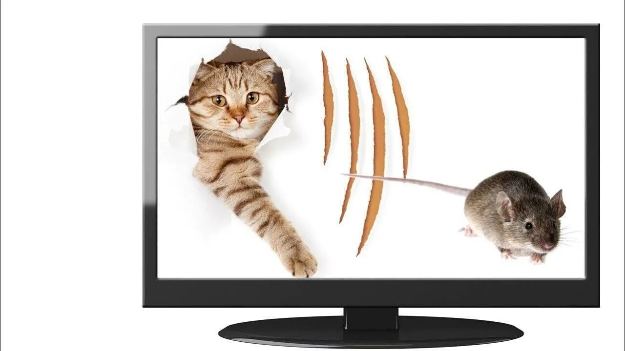 Мышка для кошки на экране. Мышка бегающая по экрану для кота. Мыши по экрану для кошек. Мышки для котят на экране. Игра для кошек на экране телефона муха