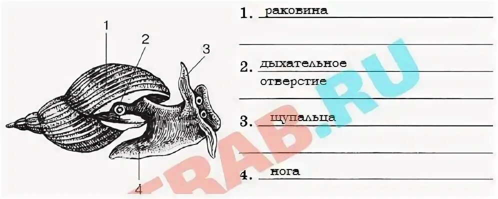 Рассмотрите рисунок 9