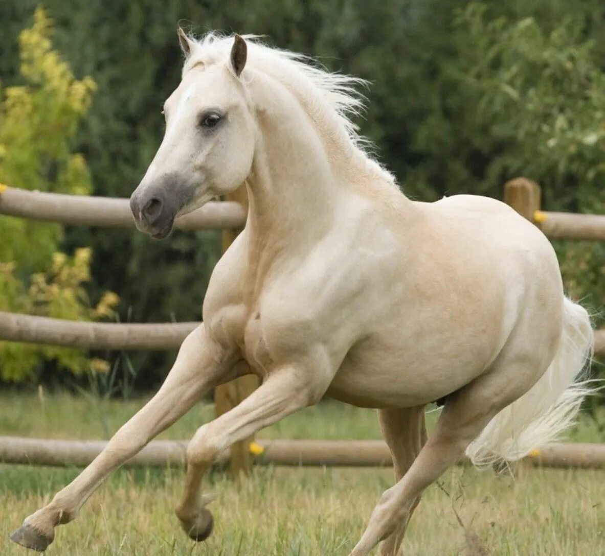 A horse is an animal. Соловая масть лошадей. Соловая масть Мустанг. Белая масть лошади. Лошадь скачет.