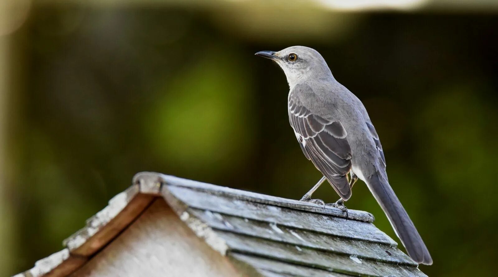 Хохлатый пересмешник. Птица пересмешник сочи. Рыба пересмешник. Скворец пересмешник. Черноголовый пересмешник.