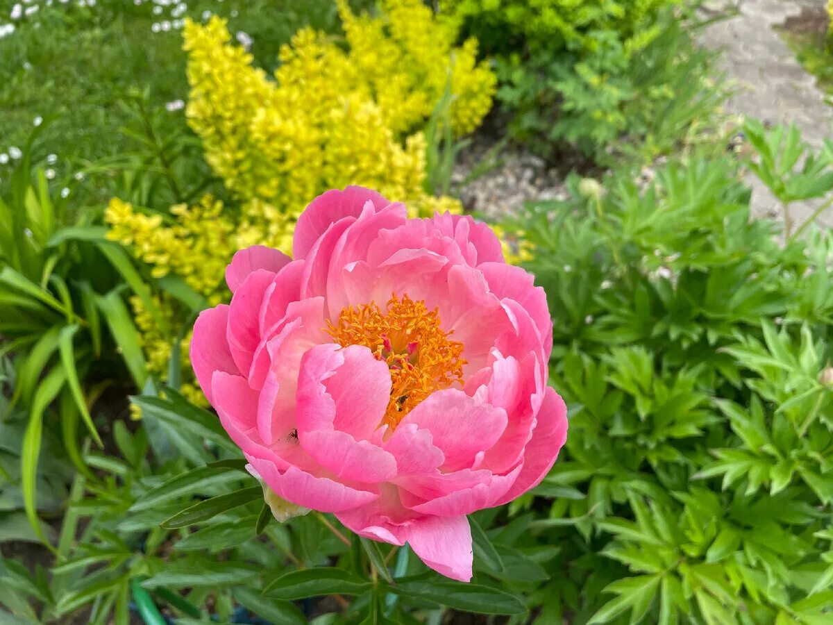 Paeonia 'Coral Charm' - Садовые ноты