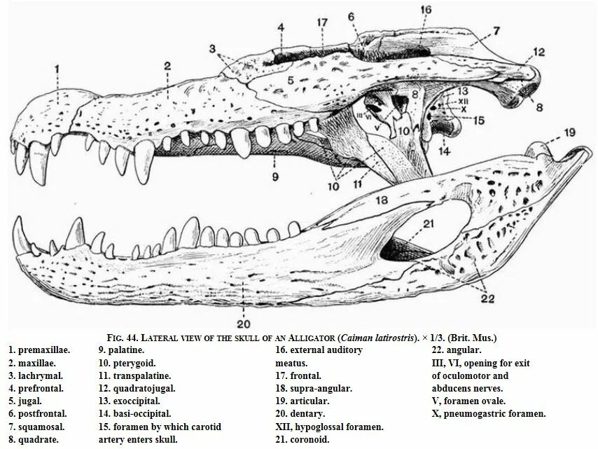 Челюсти крокодила анатомия. Череп крокодила строение. Зубы крокодила строение анатомия. Челюсть крокодила строение.