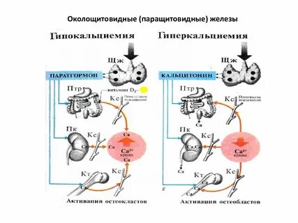 Паратгормон железа