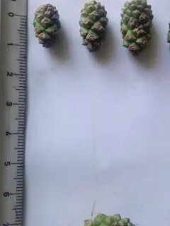 Прием шишок