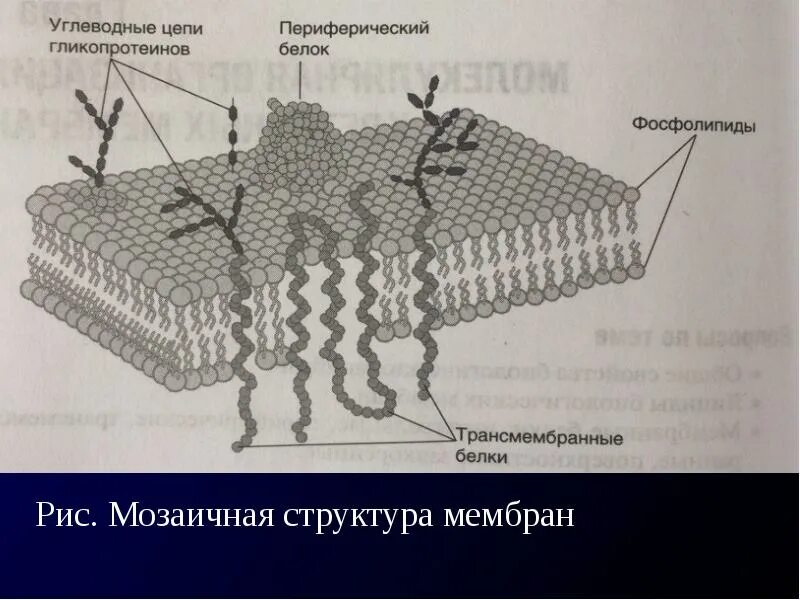 Молекулярная организация мембраны. Молекулярная организация клеточных мембран. Молекулярная организация универсальной биологической мембраны. Схему молекулярной организации мембраны. Организация биологических мембран