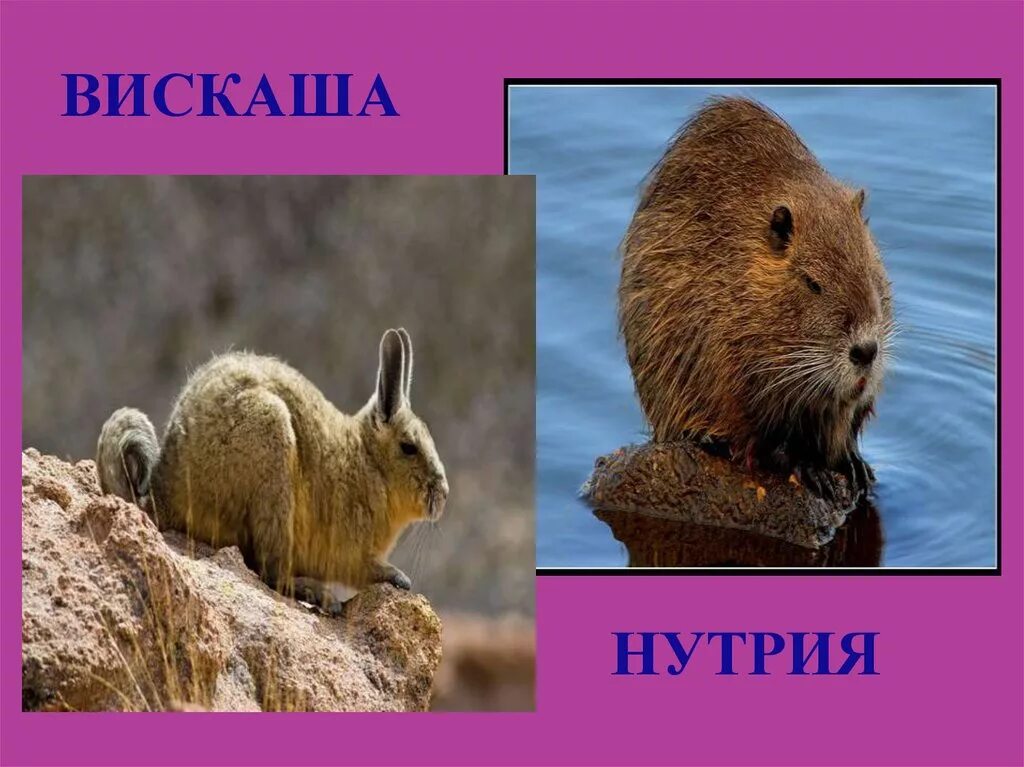 Нутрия в какой природной зоне южной америки. Вискаша. нутрия. крыса вискаша. вискаша мем.