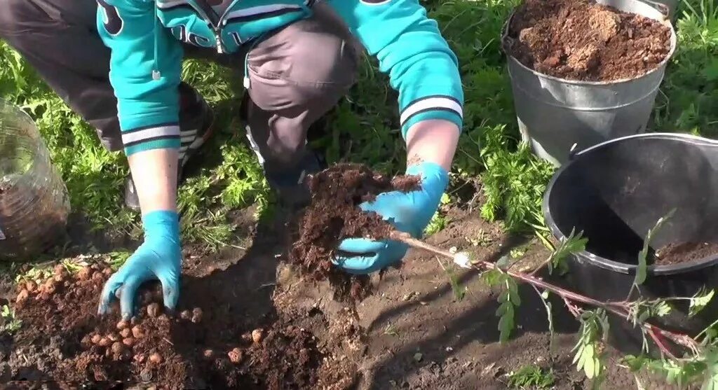 Посадка в черноземье. Посадка саженцев черноплодной рябины осенью. Отводки рябины. Рябина саженец посадка весной. Саженцы для дачи.