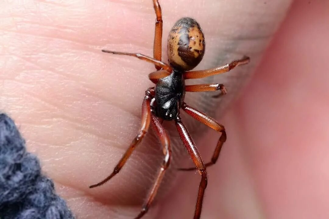 Стеатода крупная. Стеатода Гросса. Steatoda Nobilis. Стеатода черная паук. Стеатода, ложная вдова.