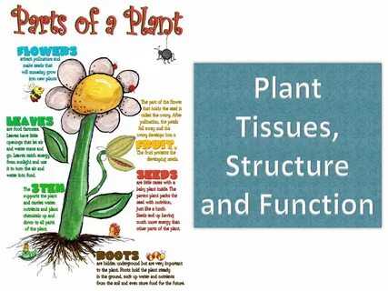 Lets plant