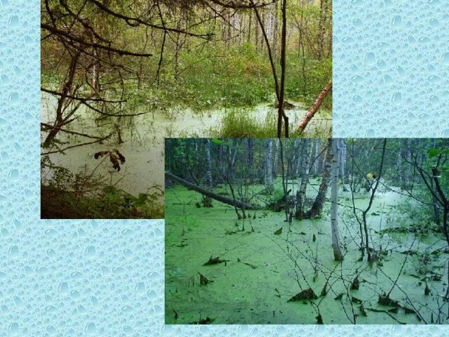 Какие болота питаются только атмосферными осадками. Торфяники болота.