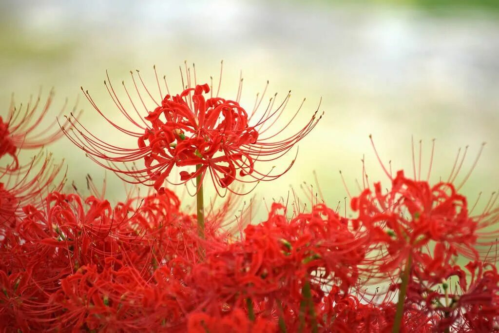 Хиганбана ликорис. Ликорис Лучистый. Ликорис Лучистый (Lycoris Radiata). Хиганбана ликорис поле. Красный красивое название