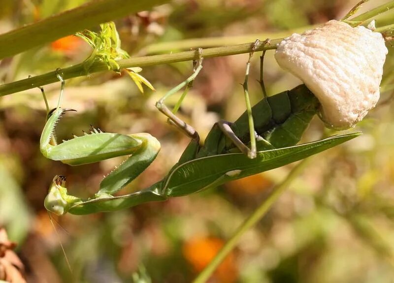 Богомол сфодромантис. Орхидейный богомол личинки. Жвалы богомола. Жук богомол. Личинка богомола обыкновенного.