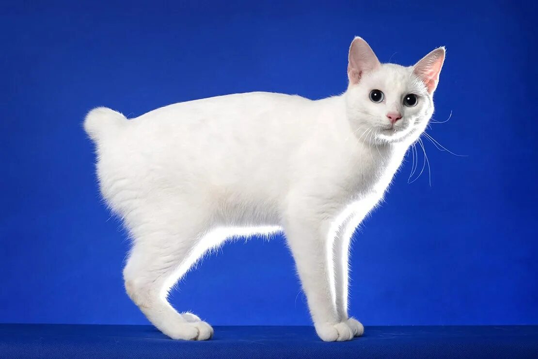Рассмотрите фотографию кошки породы японский бобтейл. Японский бобтейл. Кот японский бобтейл. Порода кошек японский бобтейл. Японский бобтейл белый.