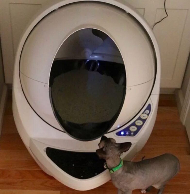 Котяра экстра силикагелевый наполнитель. Наполнитель для сфинкса. Наполнитель для сфинкса. Роял канин сфинкс котята. Наполнитель для сфинксов.