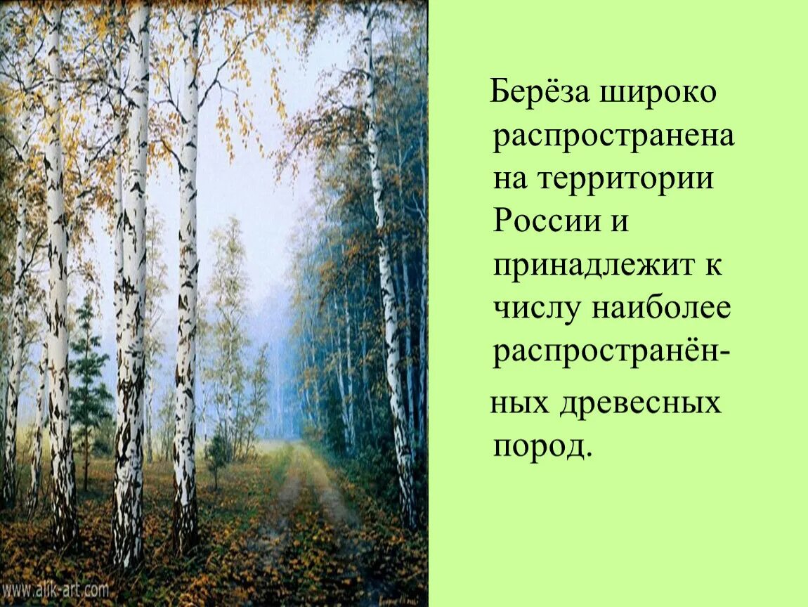 Секреты березки. Эпитеты к Березе. Стихотворение о берёзе я навек за туманы и росы. Тайна берёзок. Стихи Есенина о берёзе я навек за туманы и росы.