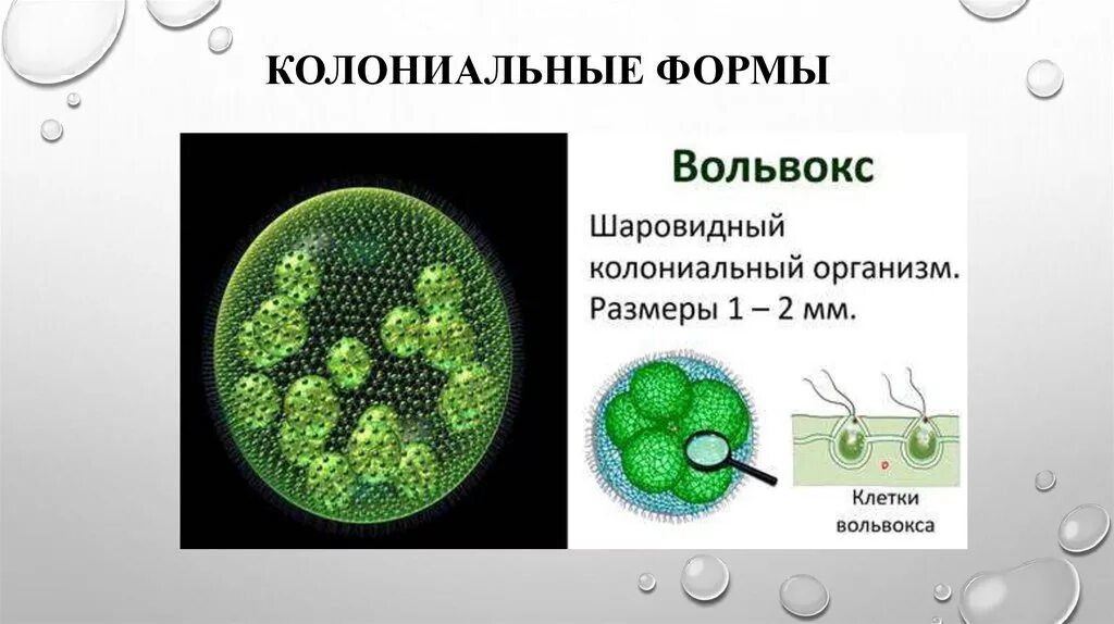 Является колониальной водорослью. Клетки колонии вольвокса. Колониальные водоросли вольвокс. Одноклеточные водоросли вольвокс. Вольвокс фотосинтез.