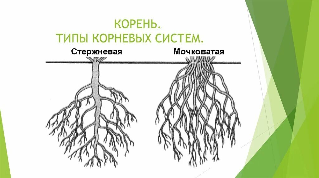 Корневая п. Типы корневых систем у растений схема. Корневая система рисунок.