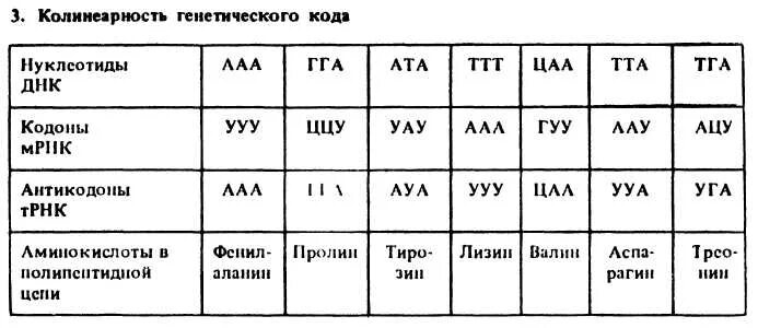 Таблица реализация наследственной информации в процессе биосинтеза. Реализация наследственной информации в процессе биосинтеза белка. генетический код и рнк таблица. реализация наследственной информации в процессе биосинтеза.