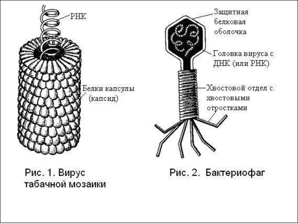 Вирусы строение значение. Вирус табачной мозаики и бактериофаг. Схема строения вируса табачной мозаики. Вирус табачной мозаики схема. Строение ВТМ вирус.