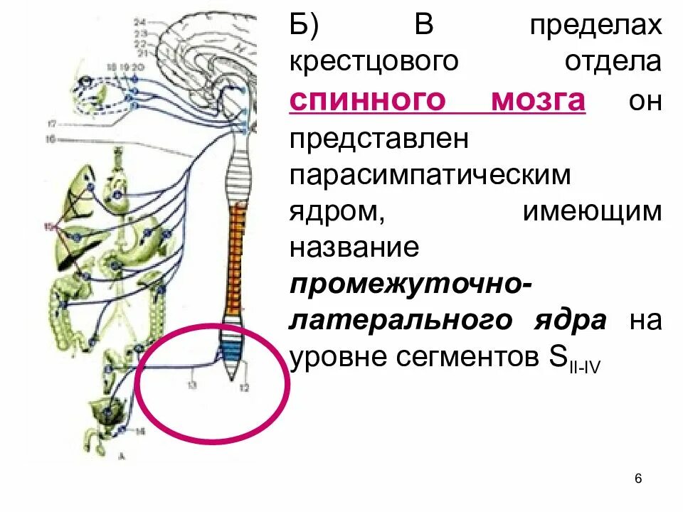Крестцовый отдел парасимпатической нервной. Крестцовый отдел парасимпатической нервной. Симпатический и парасимпатический отделы нервной системы. Сакральный отдел парасимпатической нервной системы. Блуждающий нерв парасимпатическая нервная.