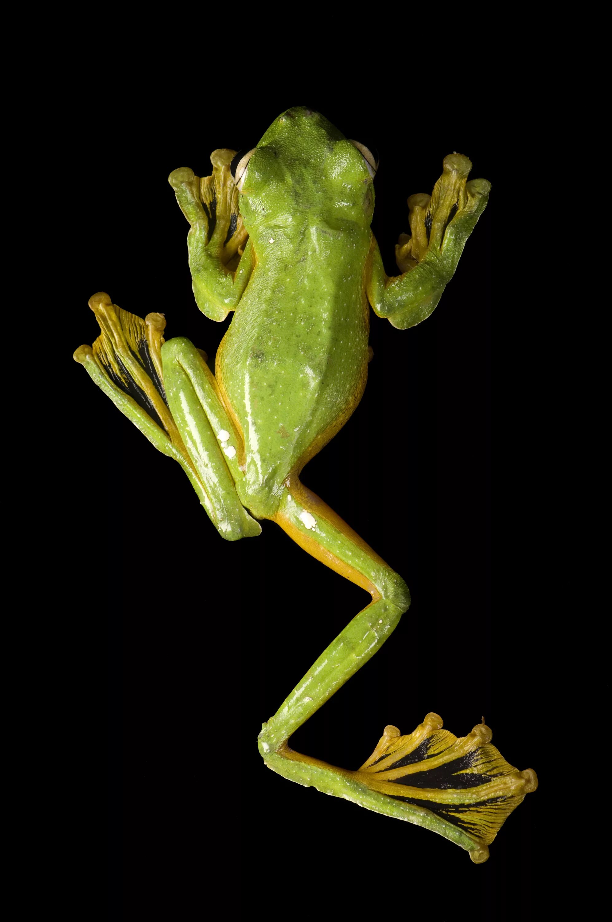 шпорцевая квакша. зародыш лягушки. лягушка подмосковная прудовая. прудовая лягушка и озерная лягушка. Ranidae лягушка.