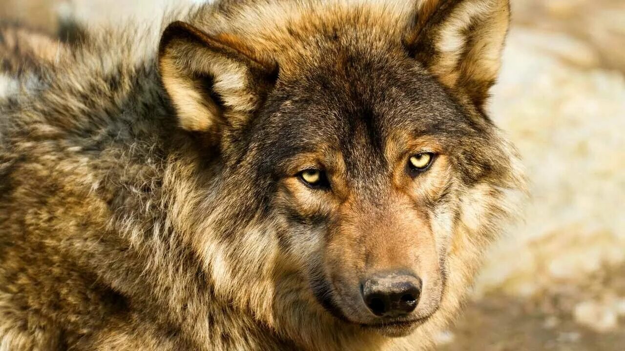 Wolf k87. Wolf k87. пятнистый волк. фото волков. полярный волк альбинос.