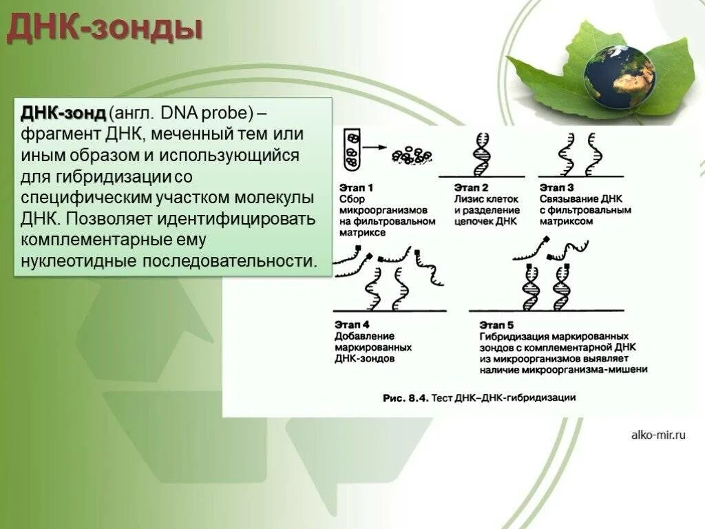 Днк зонд. Принцип метода ДНК-зондов. ДНК-зонд схема с пояснениями. ДНК-зонды представляют собой. ДНК-зонд это в генетике.