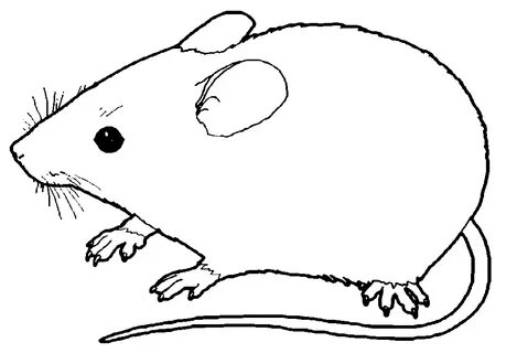 A Mouse! Hayvanlar ve Çiftlikler