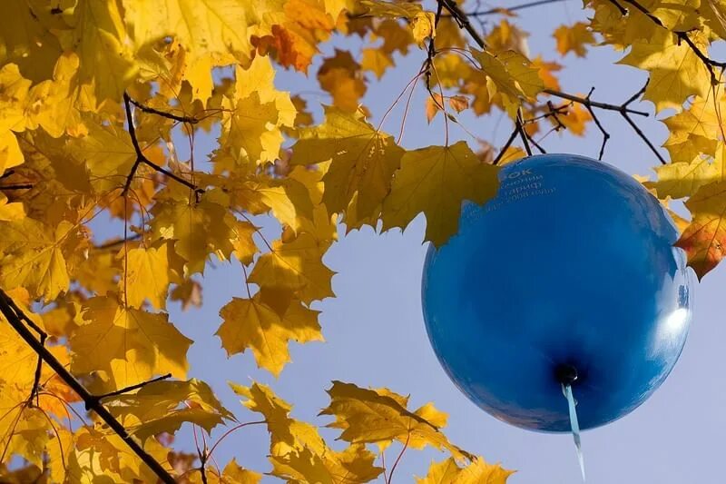 Стих летят перелетные птицы исаковский. Голубая осень. Желтая листва. Голубая осень. Осеннее небо.