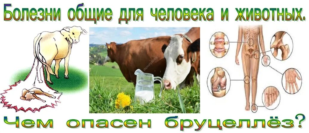 Бруцеллез что симптомы и причины у людей. Бруцеллез это инфекционное заболевание.
