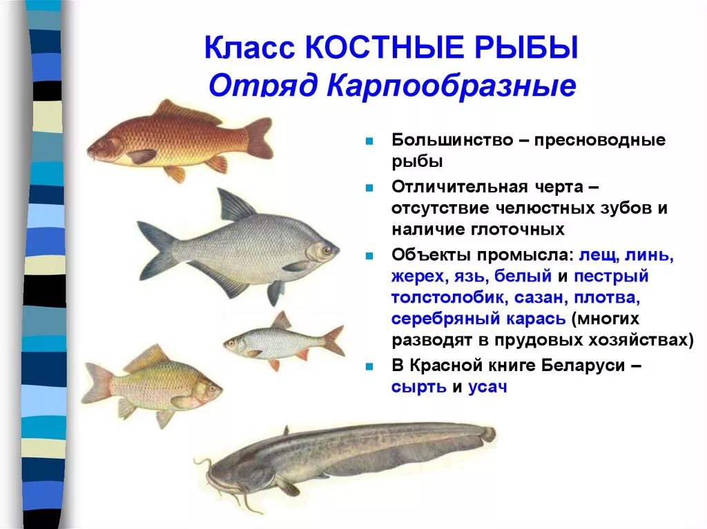 Доклад про классы рыб. Костные рыбы отряд Карпообразные. Класс костных рыб Карпообразные представители. Отряд Карпообразные краткая характеристика. Отличительный признак отрядов костных рыб.