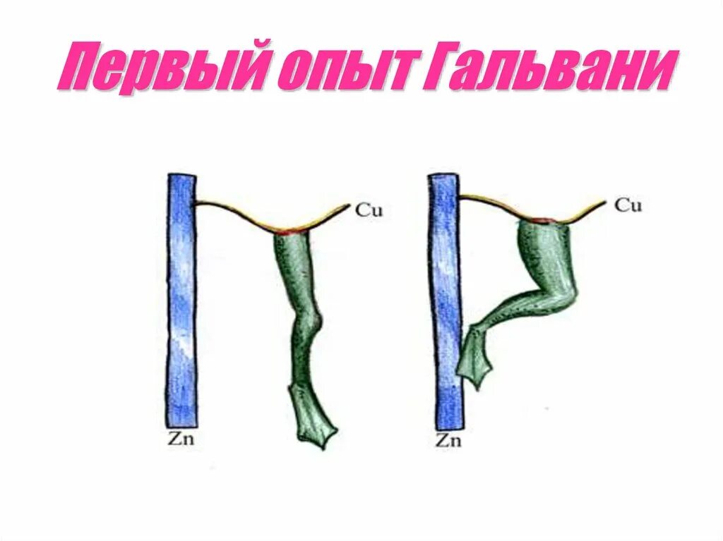 Первый опыт мм. 1 И 2 опыт Гальвани. 2 Опыт Гальвани физиология. Первый опыт Гальвани физиология. 2. Первый и второй опыты Гальвани..