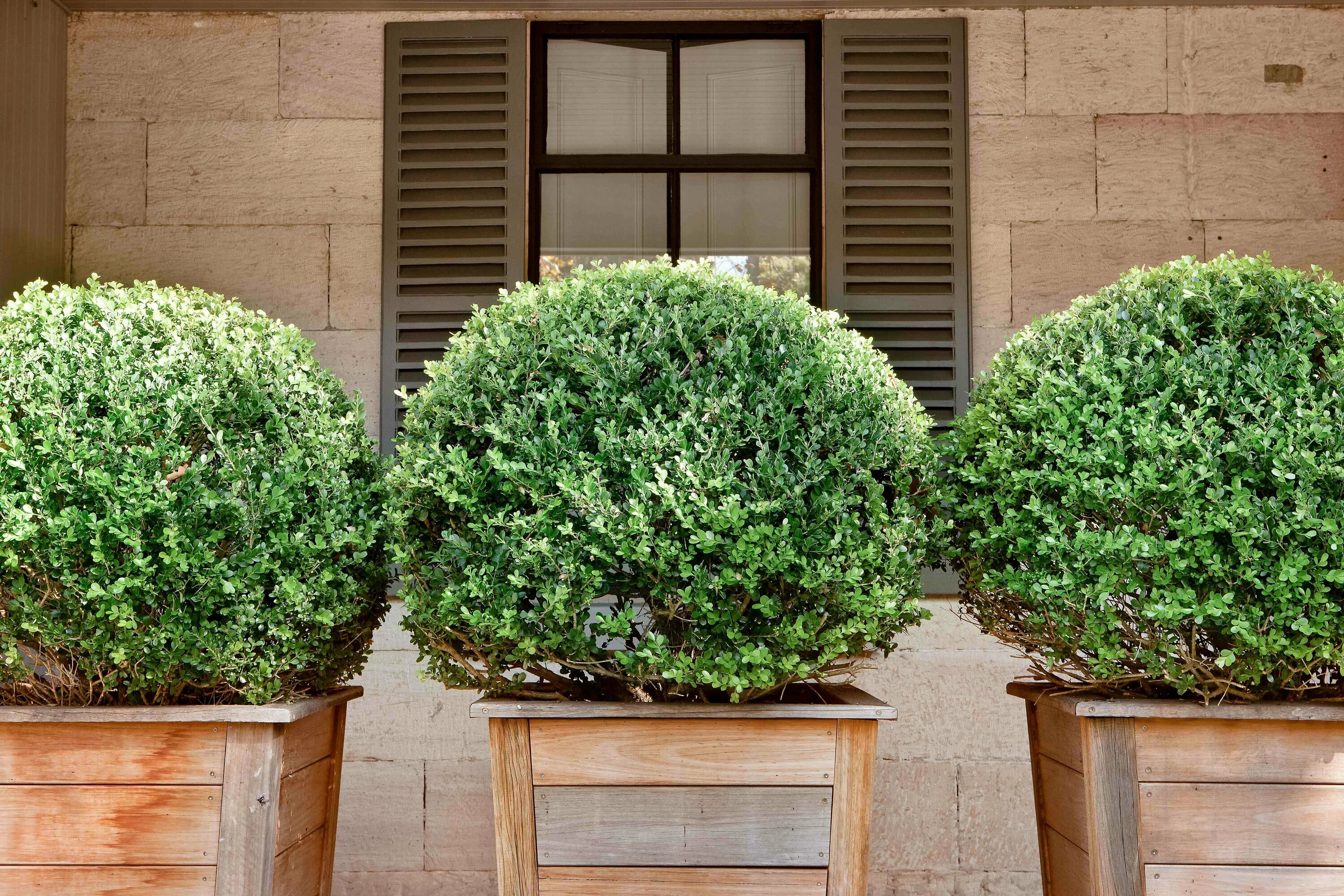 Что такое вечнозеленый контент. Самшит Буксус. Buxus sempervirens изгородь. Самшит вечнозеленый шаровидный. Buxus sempervirens самшит.