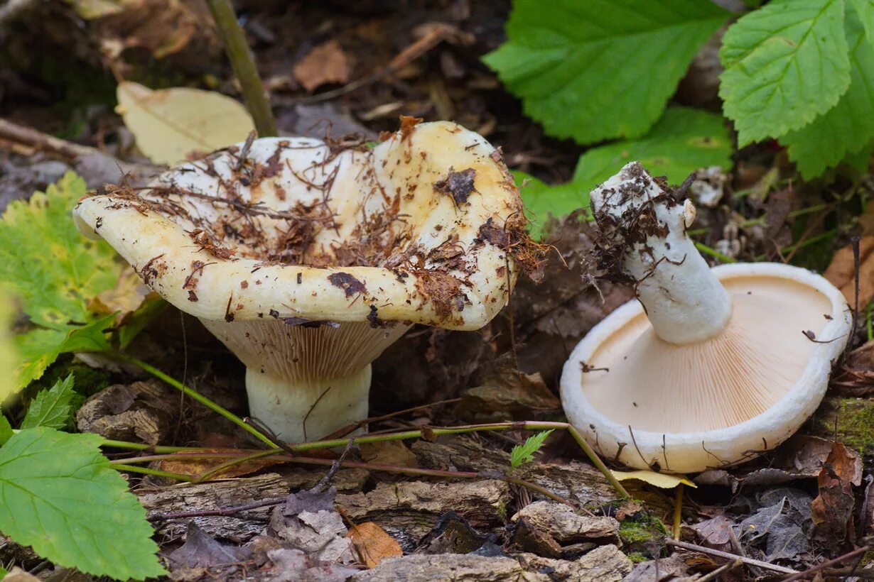 Есть гриб груздь. Подгруздок белый ложный. Осиновый груздь (Lactarius controversus). Подгруздок частопластинчатый. Гриб белый груздь.