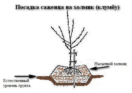 Зачем сажать яблоню
