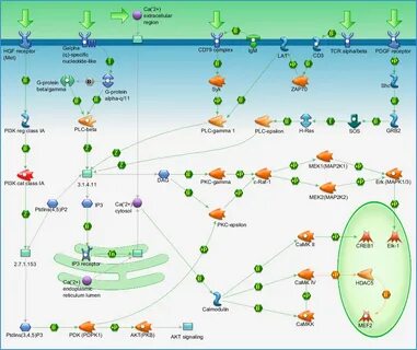 Pkg path