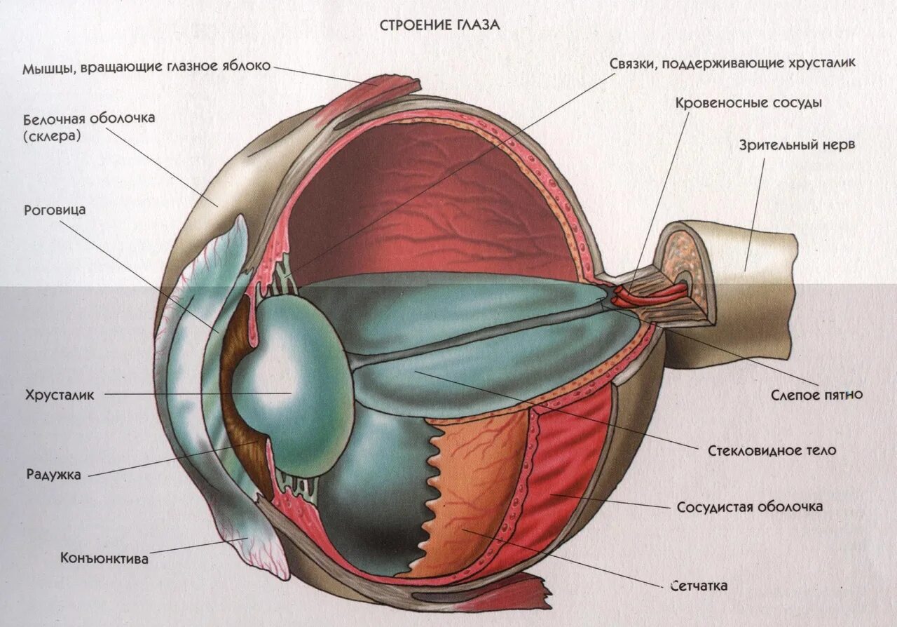 Следующие структуры глаза. Строение глаза человека схема. Строение глаза человека анатомия. Внутреннее строение глаза. Схема строения глазного яблока человека.