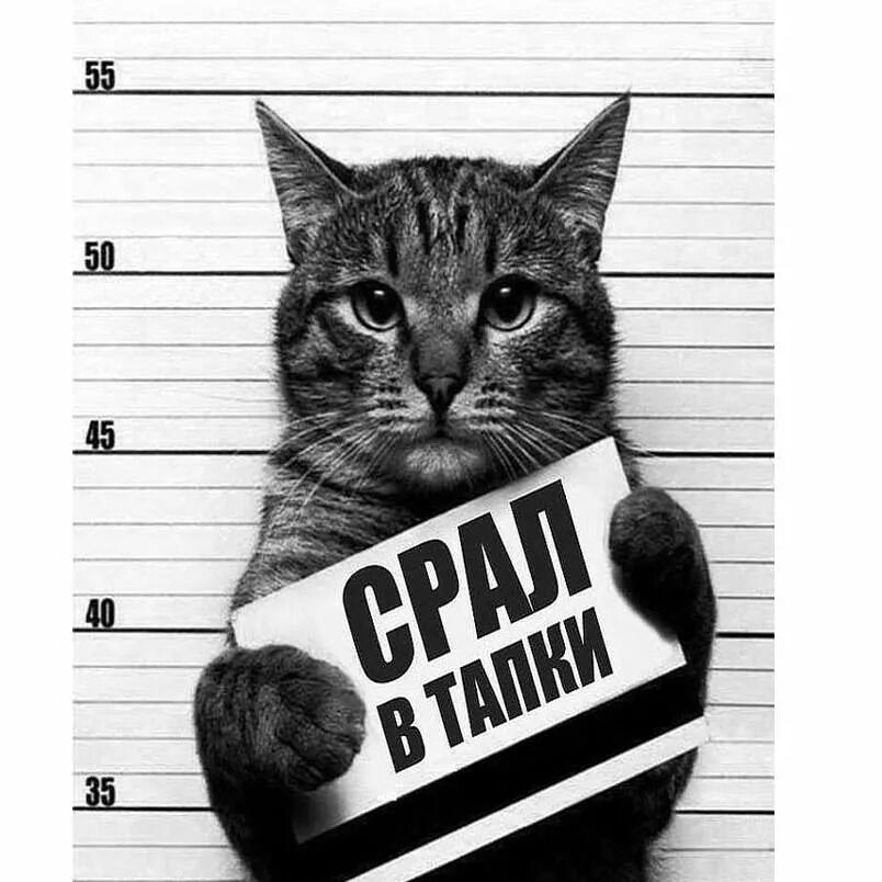 Коты с табличками преступников. Кот преступник с табличкой. Кот с табличкой в лапах. Кот сделай громче. Опер наклейки.